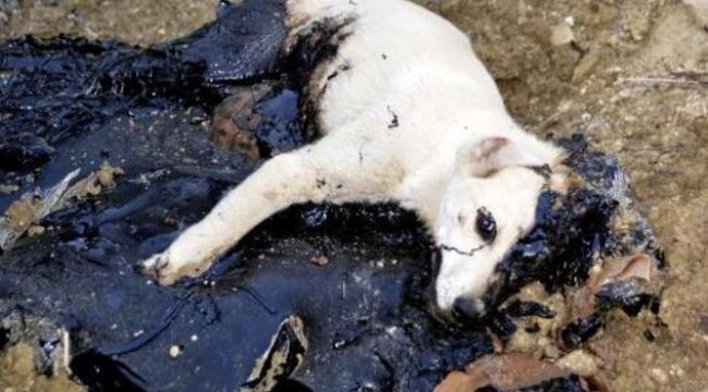 Zifte bulanan köpek ve 5 kaplumbağa kurtarıldı