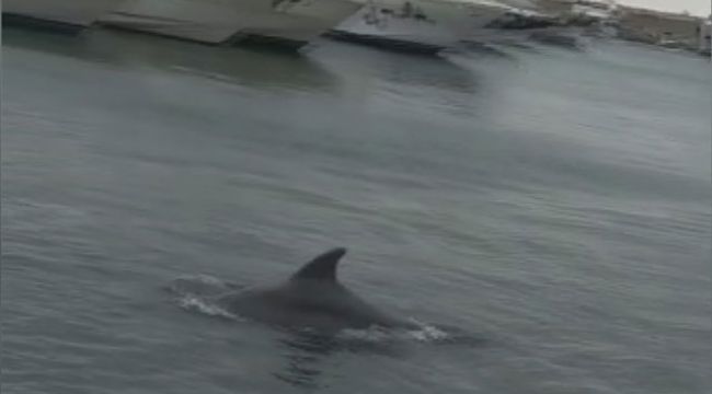 Ataköy Marina'da yunusların dansı ilgiyle izlendi
