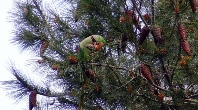 Avcılar'da papağan şaşkınlığı