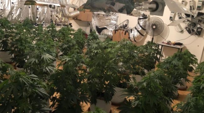 Avcılar'da uyuşturucu serasına dönüştürülen eve baskın