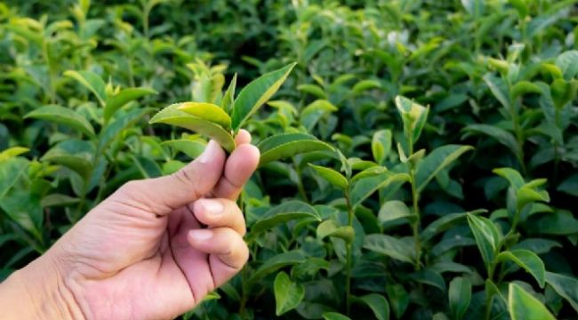 Aylık 7 bin 500 liraya işçi bulamıyorlar
