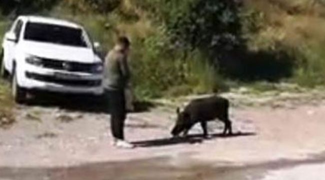 Bodrum'a inen domuzu elleriyle besliyorlar