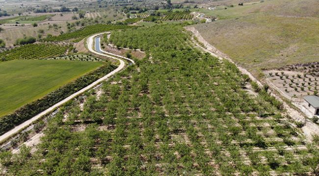 Çağla 7,5 TL'yi bulan satış fiyatı ile üreticisinin yüzünü güldürdü
