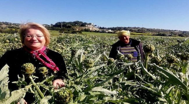 ÇEŞME'NİN SAKIZ ENGİNARINI TÜKETİCİYE ULAŞTIRIYORLAR