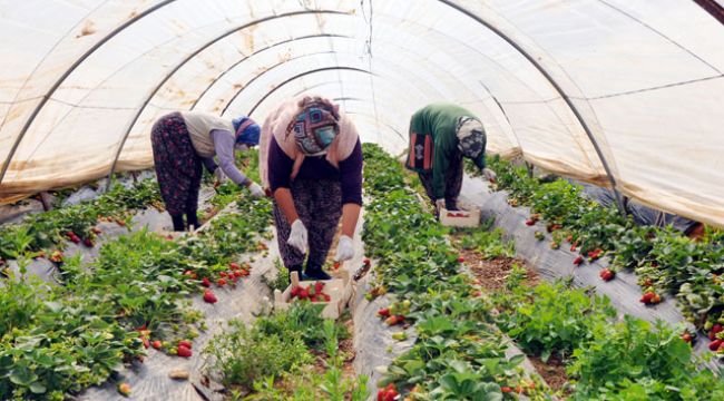 Çilek üreticisi de koronavirüs nedeniyle dertli