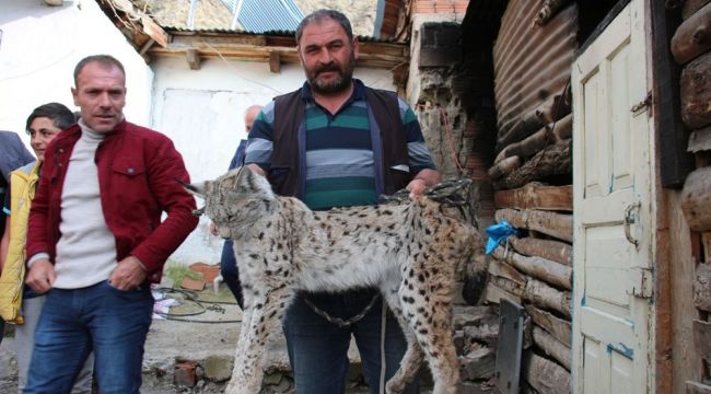 Erzurum'da vaşak operasyonu