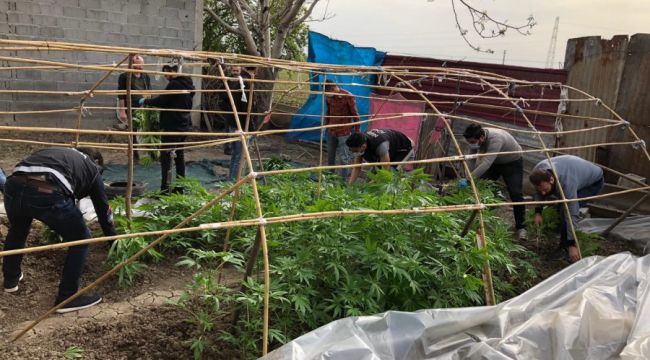 Hint keneviri yetiştirdi, 'dışarı çıkamadım, bahçeme ektim' dedi