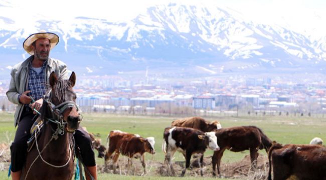 'İthal çobanlar' gelemedi, besiciler sürülerinin başına geçti