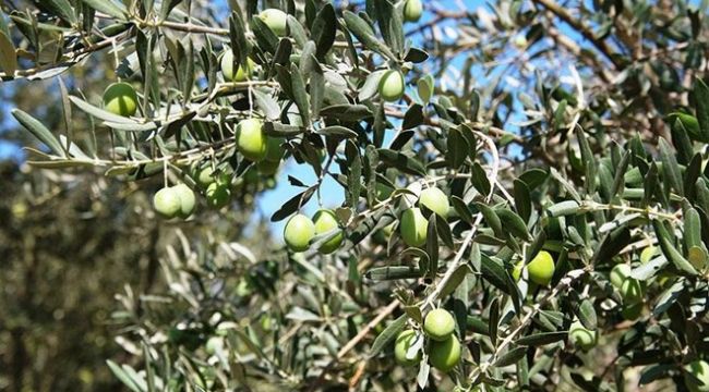 Kesilen 600 zeytin ağacı için 110 bin lira ceza