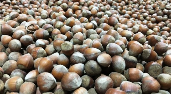 Korona Türk fındığına yaradı