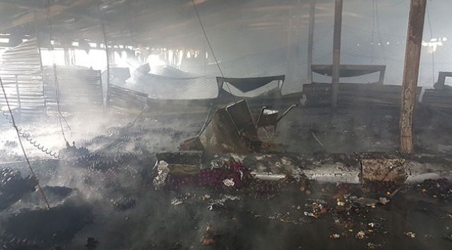 Kümeste çıkan yangında 12 bin tavuk telef oldu