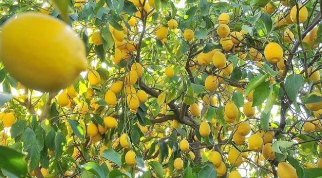 Limon ihracatı ön izne bağlandı