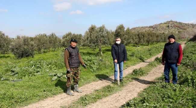 Manisa’da yaklaşık 6 bin zeytin ağacı yok olacak iddiası