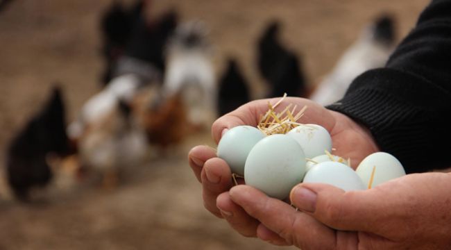 Panik yapmaya gerek yok günde 7 bin koli yumurta üretiliyor
