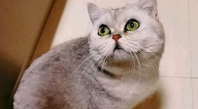 Sahibi karantinaya alınan Lele'nin 54 günlük mücadalesi
