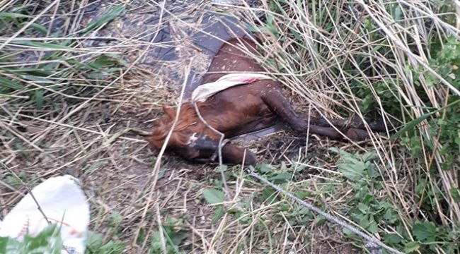 Sulama kanalına düşen atı itfaiye kurtardı