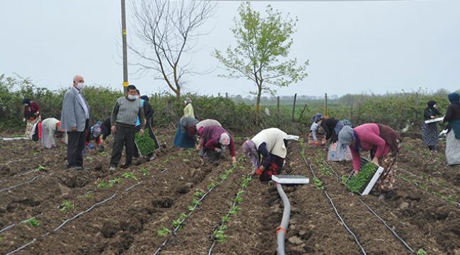 Tarım işçilerinin riskli mesaisi