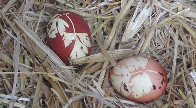 Tavuk maydanoz desenli yumurta yumurtladı