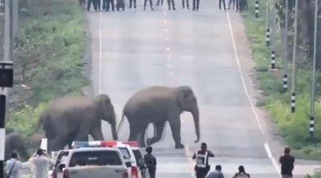 Tayland'da caddeyi basan fil sürüsü görüntülendi