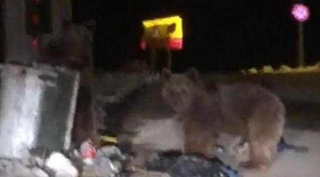 Uludağ’da aç kalan ayılar çöplerde yiyecek aradı