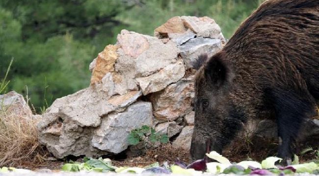 Yaban domuzlarına karşı önlem alındı