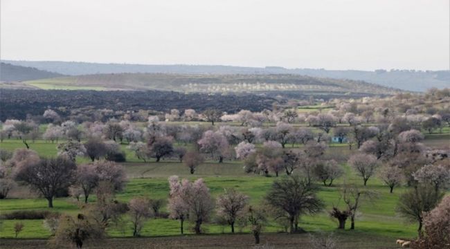"Yanık Ülke"  Kula ilkbaharla renklendi
