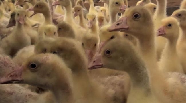 Yılda 15 bin kaz üretiyor ama talebi karşılayamıyor