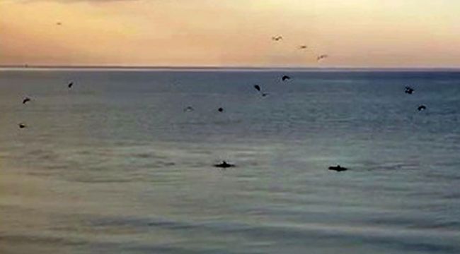 Yunuslar, Tekirdağ sahilinde görüntülendi