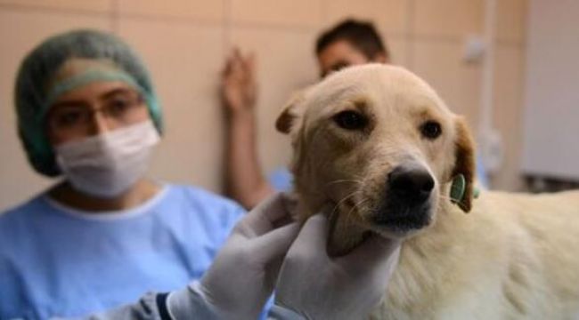 35 farklı hayvan üzerinde araştırma yapıldı