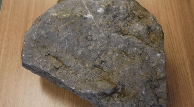 40 milyon yıllık taşta deniz canlılarına ait fosiller bulundu