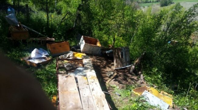 Aç kalan ayı arı kovanlarına saldırdı