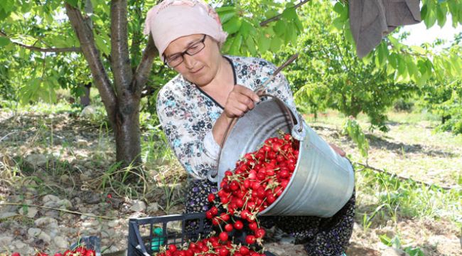 Amasya'da kiraz hasadı başladı
