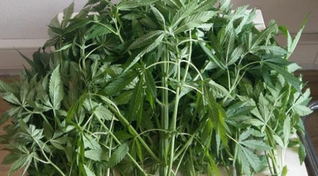 Bahçeden kenevir, evden esrar çıktı