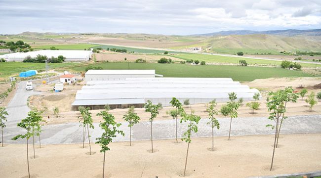Beypazarı'nda meyve yetiştiriciliğinin önünü açacak dev projede büyük başarı