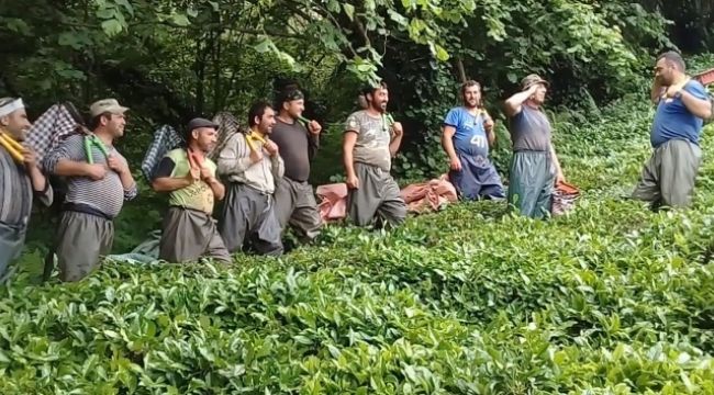 Çay işçiliğinin yevmiyesi artınca bahçelerde çalışma talebi çoğaldı