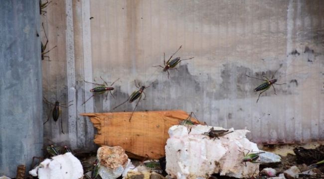 ÇEKİRGELER SURİYELİ İŞÇİLER TARAFINDAN MI GETİRİLDİ?