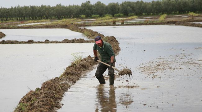 Çeltik üreticisinin zorlu mesaisi başladı
