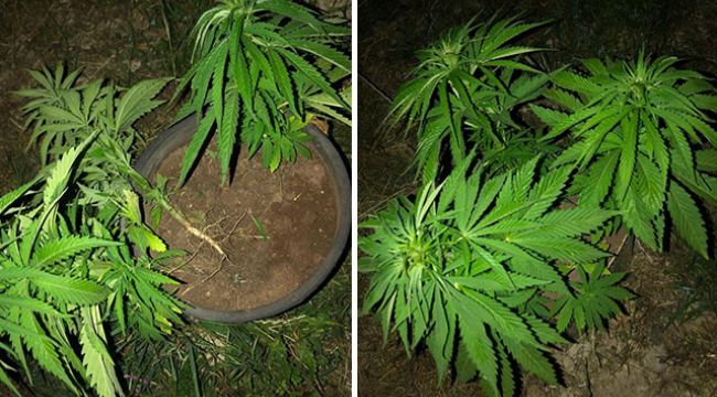 Çiçek saksısına kenevir bitkisi eken şüpheli gözaltına alındı