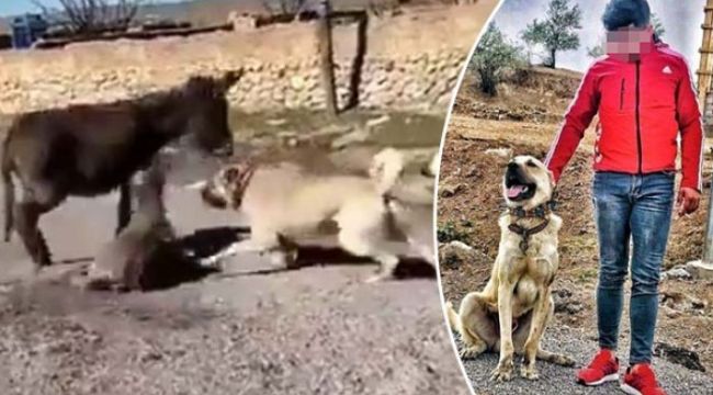 Çoban köpeklerini sıpaya saldırtan genç, serbest bırakıldı
