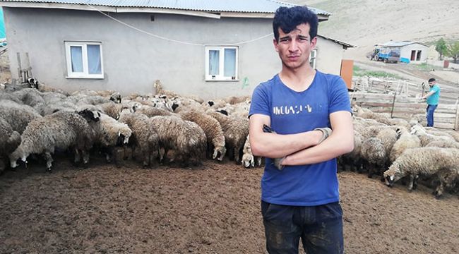 Erzincan&#039;da 80&#039;e yakın kuzu ahırdan çalındı