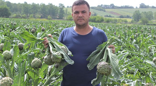 Fiyatı diğer enginarların iki katı ama tarlada kapışılıyor