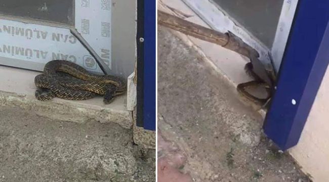 İş yeri önündeki 2 metrelik yılanı belediye ekibi yakaladı