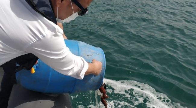 Kaçak avlanan deniz patlıcanları denize salıverildi