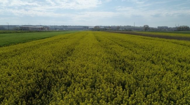 Kanola tarlalarında ekim yüzde 50 azaldı
