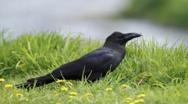 Karganın çıkardığı ses şaşırttı