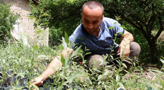 Kendisini ağaçlara adadı, okullara fidan dikip gözü gibi bakıyor