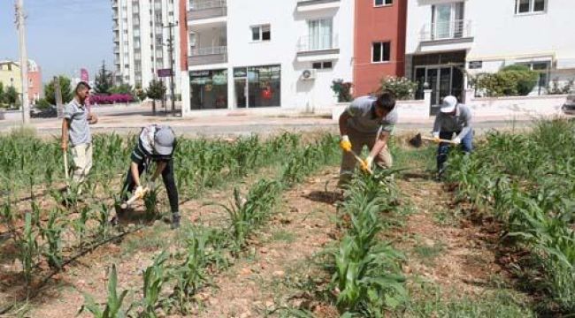 Kentin göbeğinde mısır yetiştiriyorlar