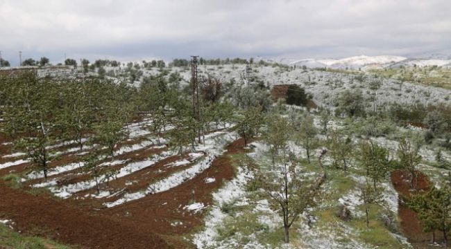 Konya'da kiraz bahçelerini kar vurdu
