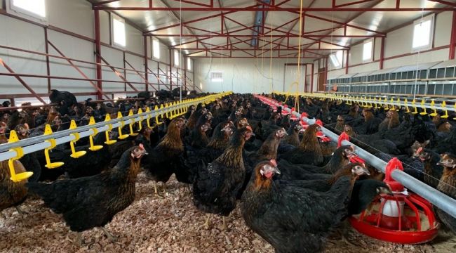 Korona virüs kanatlı sektörünü uçurdu