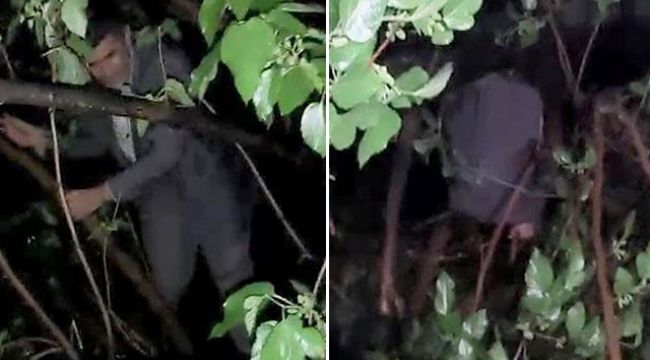 Kumar baskınında yakalanmamak için ağaca çıktı